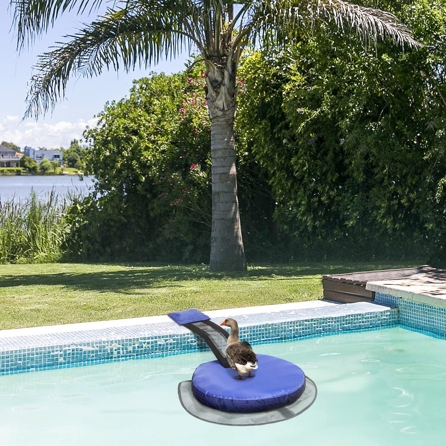 Swimming Pool Frog Saver Accessories Floating Animal Saver Rescue Tool